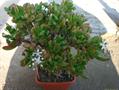Crassula argentea